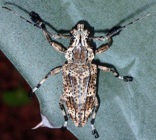 Steirastoma meridionale
